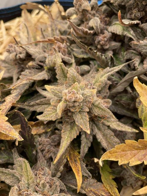 Strawberry Milk and Qookies Remix #2. Week 11 - D77.