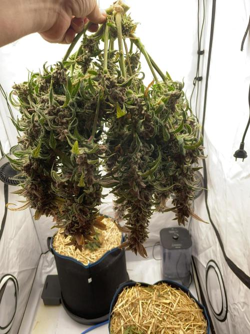 Midnight Mass. Week 11 - D77.