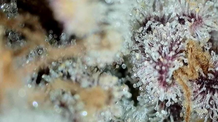 Strawberry Milk and Qookies Remix #2. Week 11 - D77.