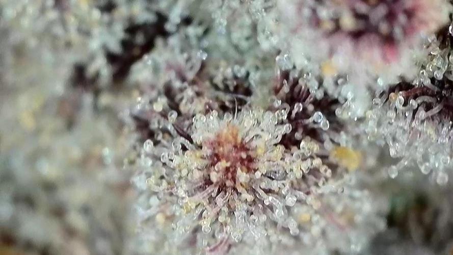 Strawberry Milk and Qookies Remix #2. Week 11 - D77.