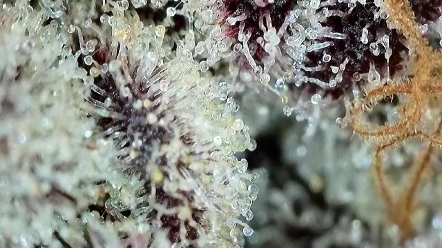 Strawberry Milk and Qookies Remix #2. Week 11 - D77.