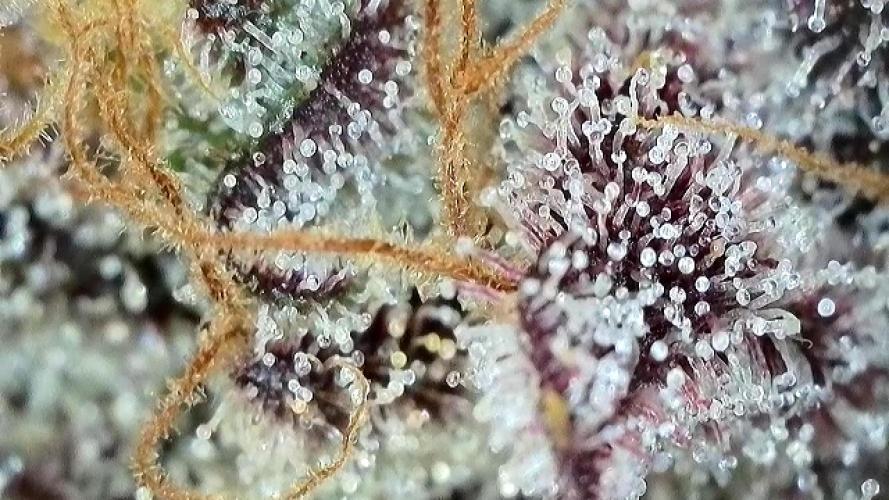 Strawberry Milk and Qookies Remix #2. Week 11 - D77.