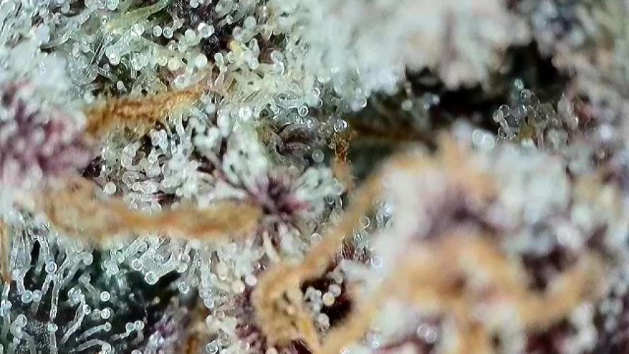 Strawberry Milk and Qookies Remix #2. Week 11 - D77.