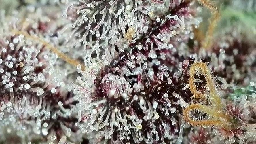 Strawberry Milk and Qookies Remix #2. Week 11 - D77.