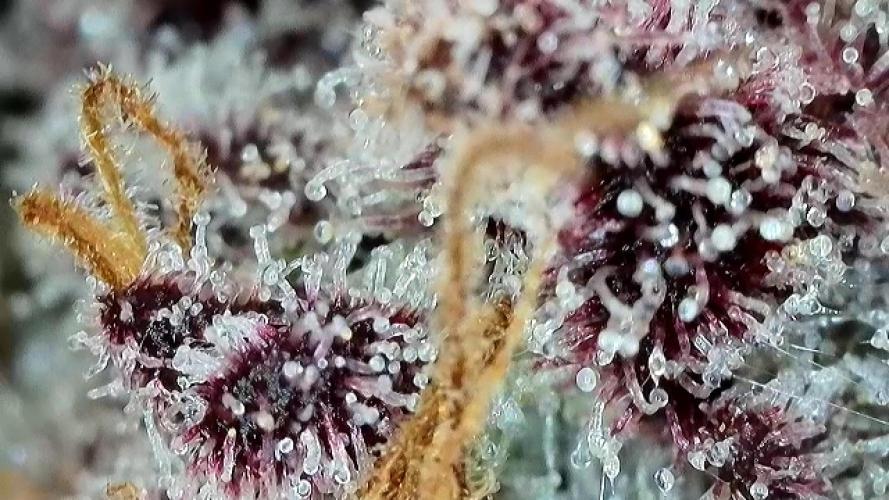 Strawberry Milk and Qookies Remix #2. Week 11 - D77.