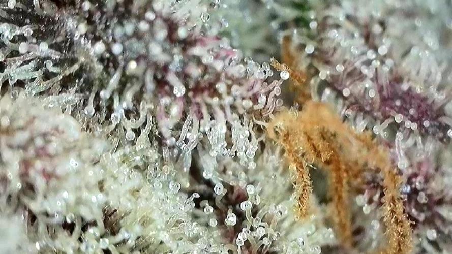 Strawberry Milk and Qookies Remix #2. Week 11 - D77.