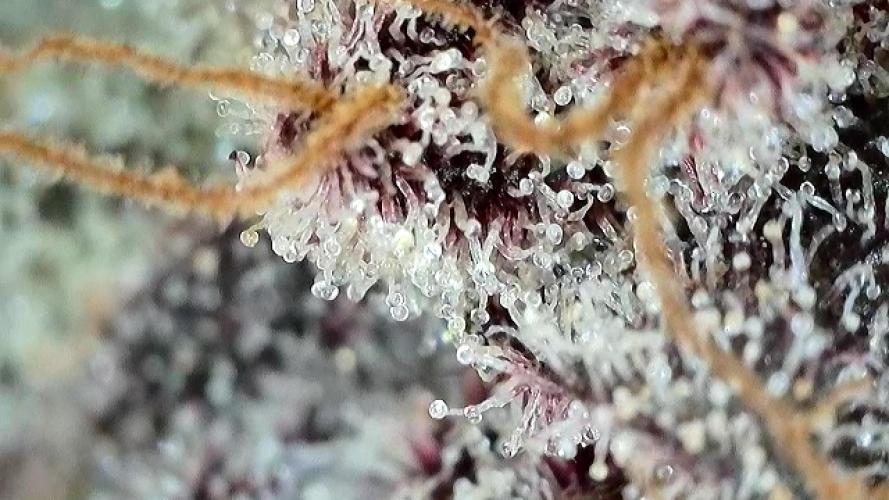 Strawberry Milk and Qookies Remix #2. Week 11 - D77.