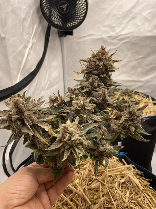 Strawberry Milk and Qookies Remix #2. Week 11 - D77.