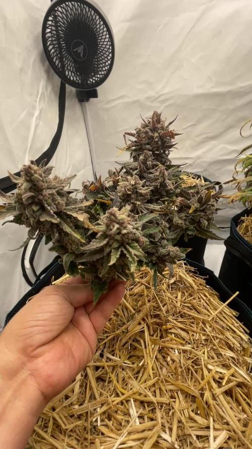 Strawberry Milk and Qookies Remix #2