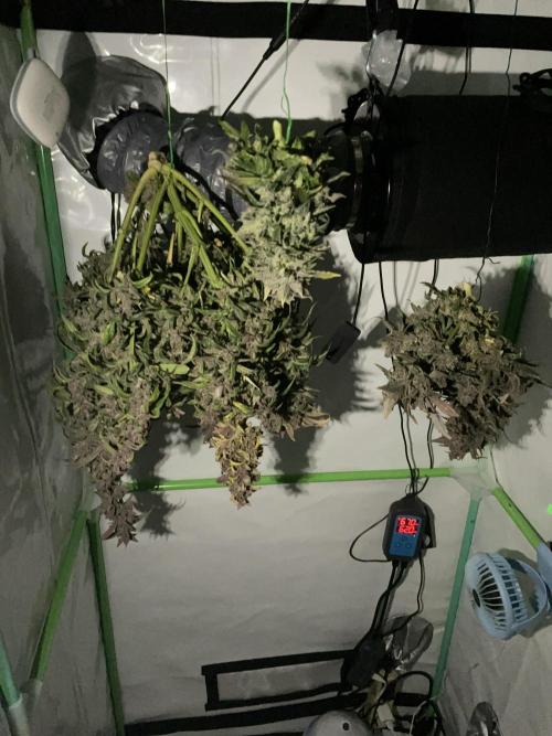 Strawberry Milk and Qookies Remix #2. Week 11 - D77. Hanging to dry