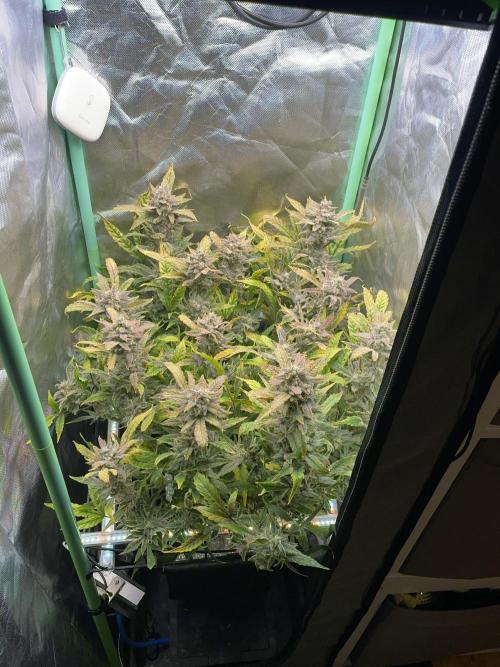 Double Grape. Week 12 - D84.