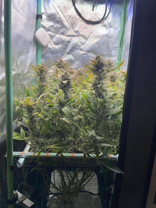 Double Grape. Week 12 - D84.