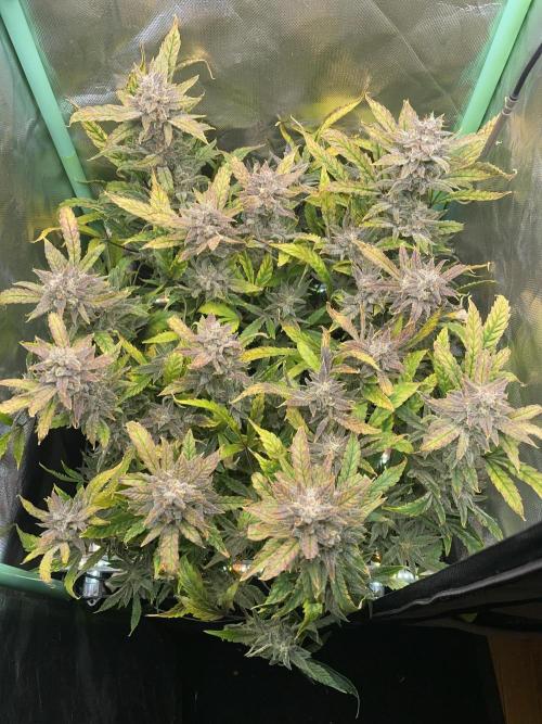 Double Grape. Week 12 - D84.