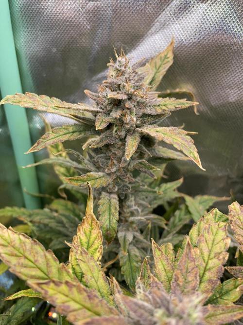 Double Grape. Week 12 - D84.