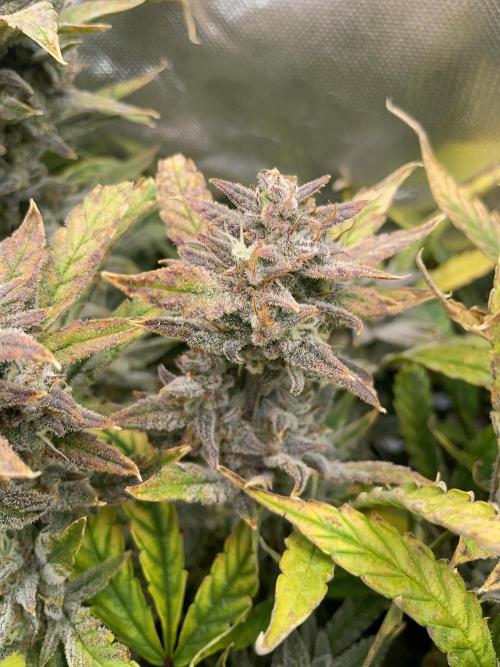 Double Grape. Week 12 - D84.