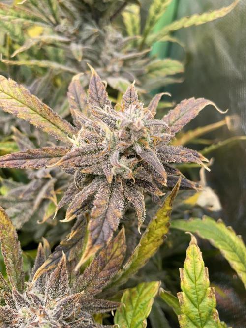 Double Grape. Week 12 - D84.