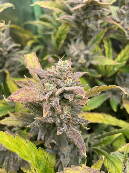 Double Grape. Week 12 - D84.