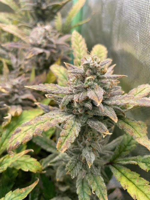 Double Grape. Week 12 - D84.