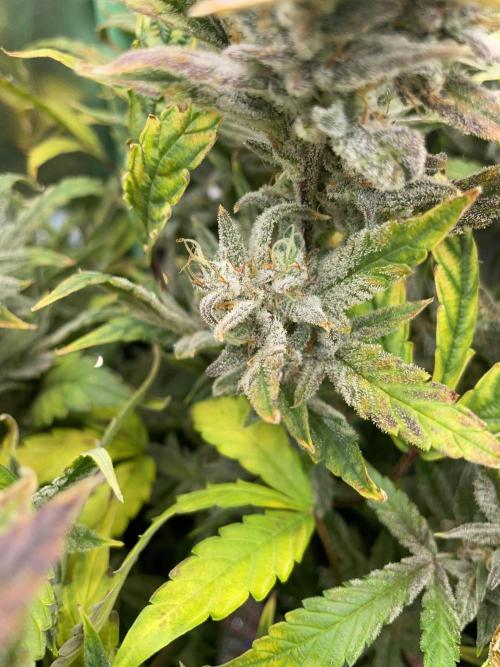 Double Grape. Week 12