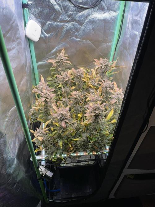 Double Grape. Week 13 - D91.