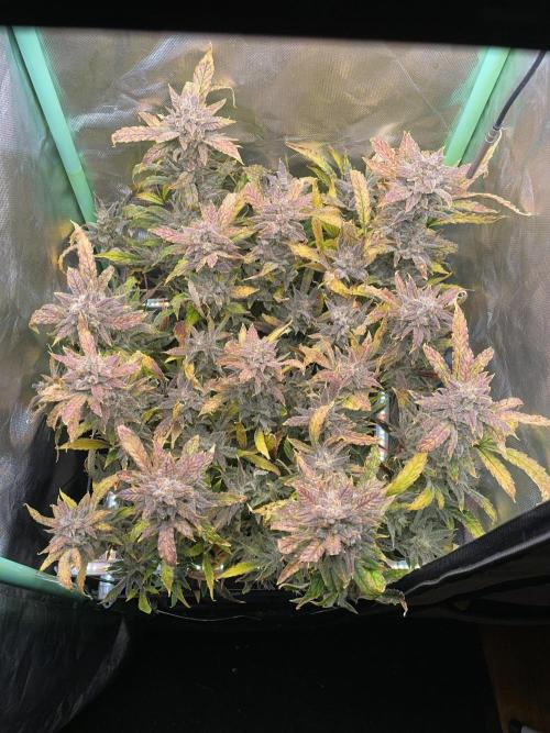 Double Grape. Week 13 - D91.