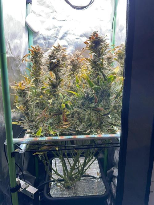 Double Grape. Week 13 - D91.