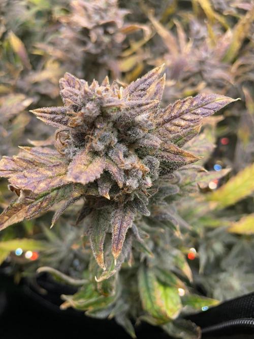 Double Grape. Week 13 - D91.