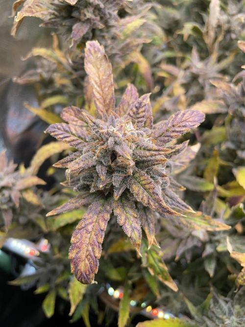 Double Grape. Week 13 - D91.