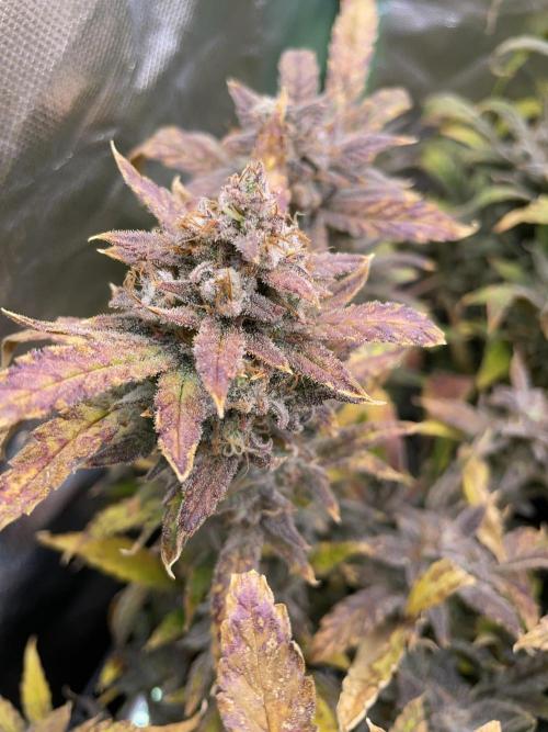 Double Grape. Week 13 - D91.