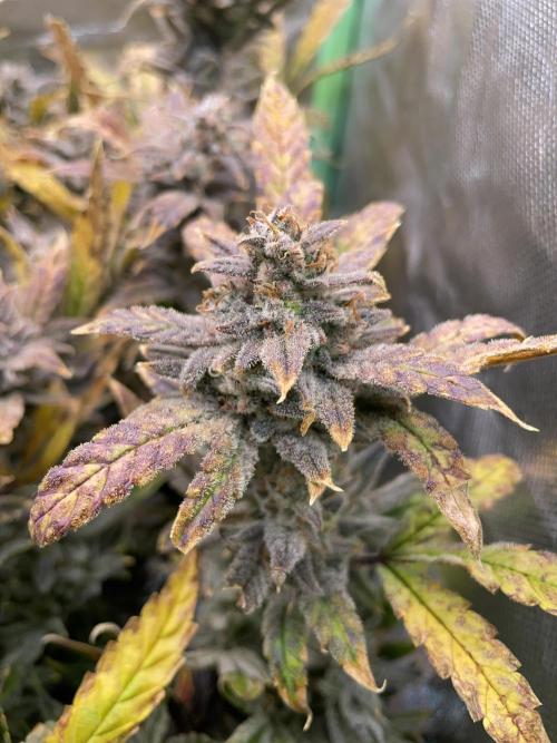 Double Grape. Week 13 - D91.