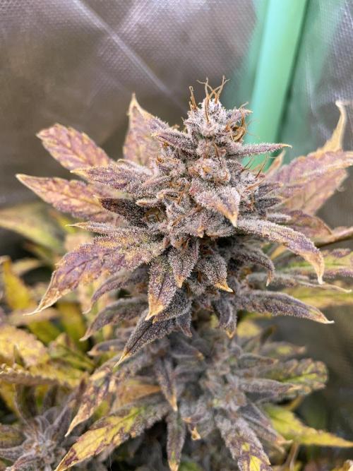 Double Grape. Week 13 - D91.