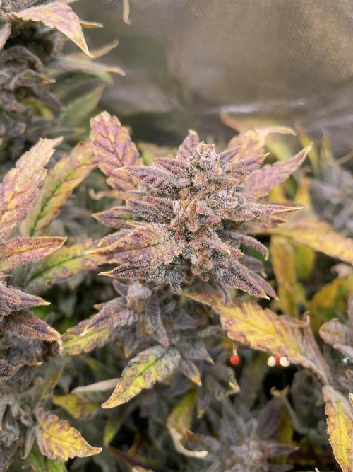 Double Grape. Week 13 - D91.