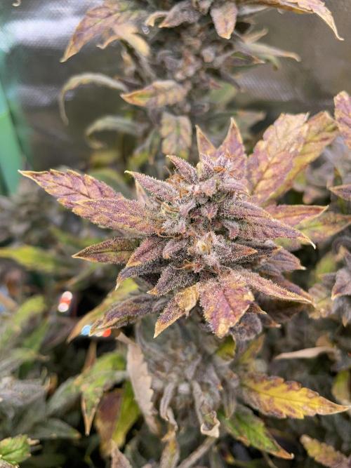 Double Grape. Week 13 - D91.