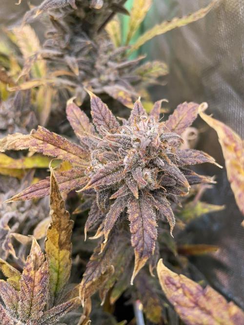 Double Grape. Week 13 - D91.