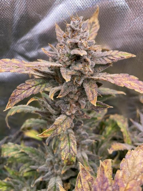 Double Grape. Week 13 - D91.