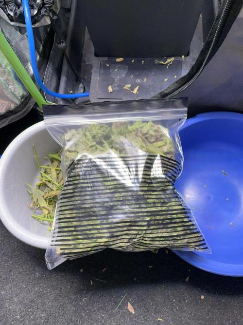 Double Grape. Week 13 - D91. The buds go into plastic bags and then into the freezer