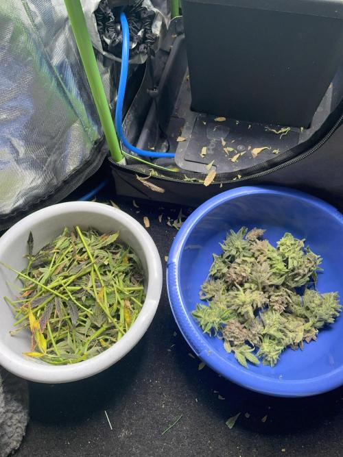 Double Grape. Week 13 - D91. Stalks and fan leaves in one container, buds in the other