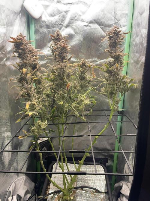 Double Grape. Week 13 - D91. Cutting her down branch by branch