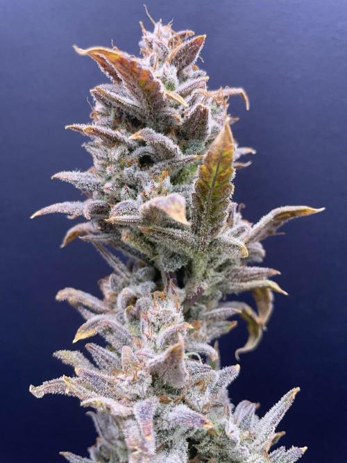 Double Grape. Week 13 - D91. Glamour shot