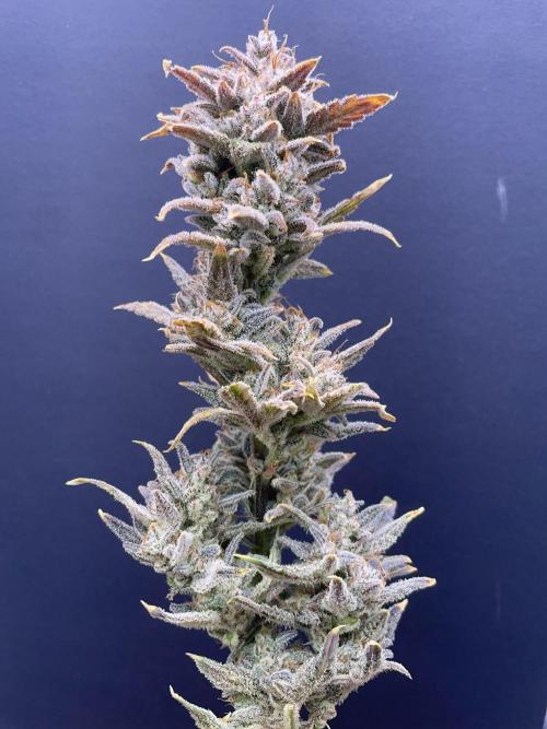 Double Grape. Week 13 - D91. Glamour shot