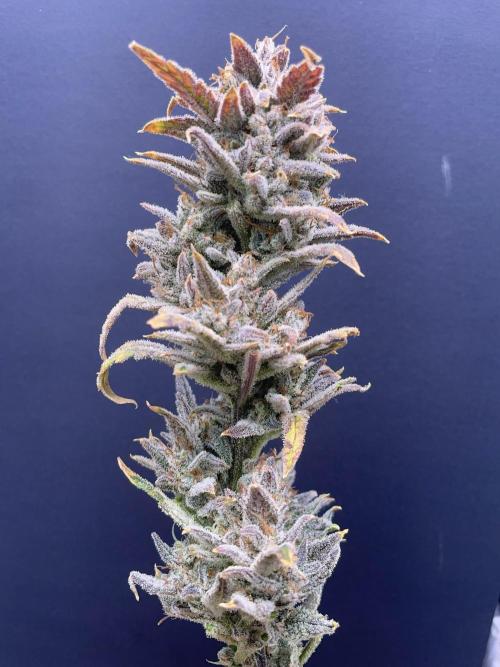 Double Grape. Week 13 - D91. Glamour shot