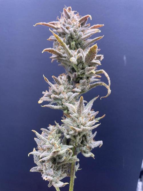 Double Grape. Week 13 - D91. Glamour shot