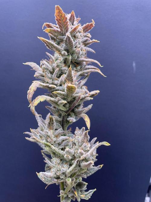 Double Grape. Week 13 - D91. Glamour shot