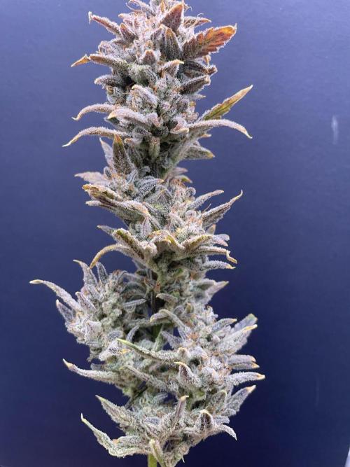 Double Grape. Week 13 - D91. Glamour shot