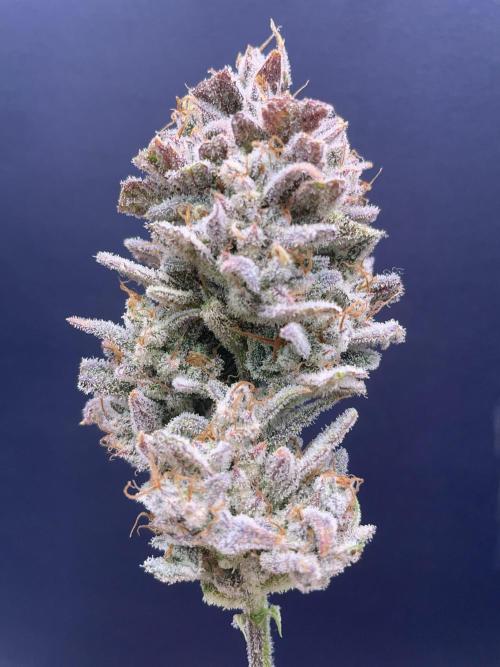 Double Grape. Week 13 - D91. Glamour shot