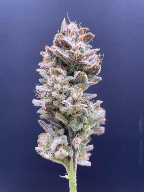 Double Grape. Week 13 - D91. Glamour shot