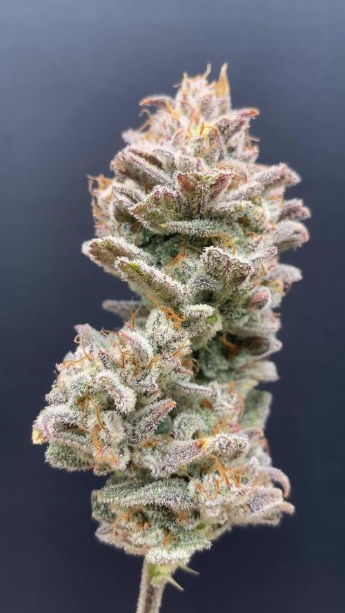 Double Grape