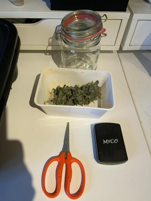 Blue Power Auto F4. Week 12 - A massive harvest!!!