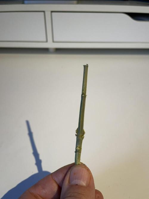 Blue Power Auto F4. Week 12 - The mighty trunk