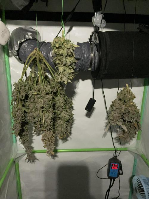 Blue Power Auto F4. Week 12 - Opening the tent after 10 days